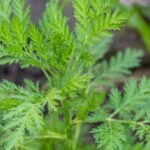 artemisia annua