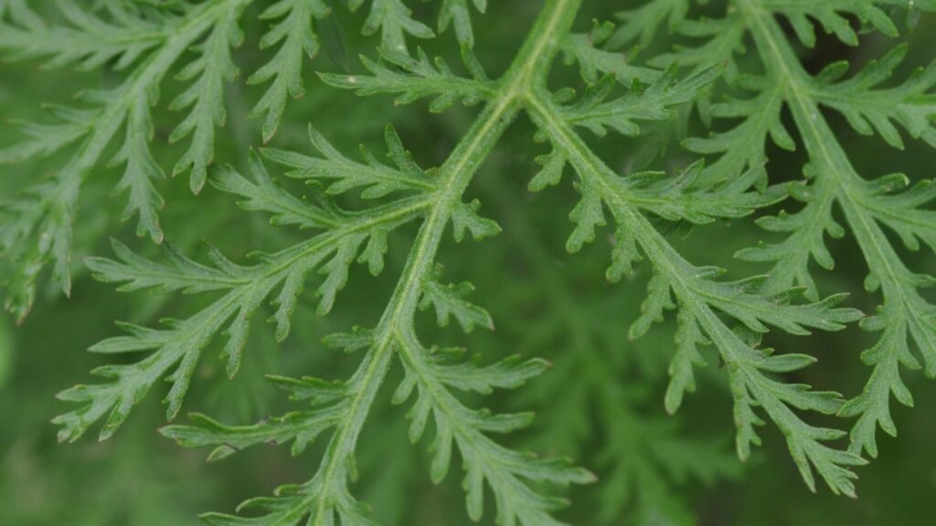 artemisia annua