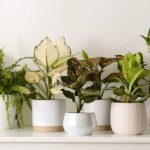 zimmerpflanzen