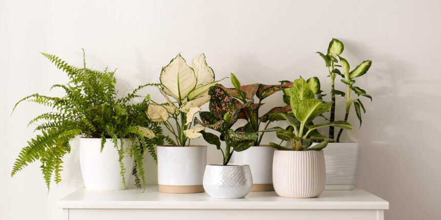 zimmerpflanzen